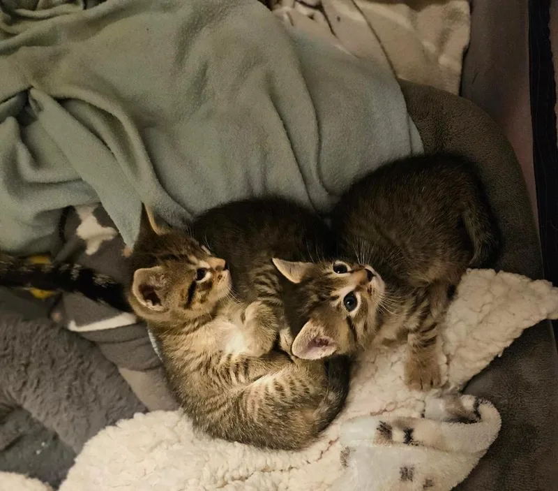 A baby small-sized male Tabby cat named Nico for adoption in Greensboro, NC