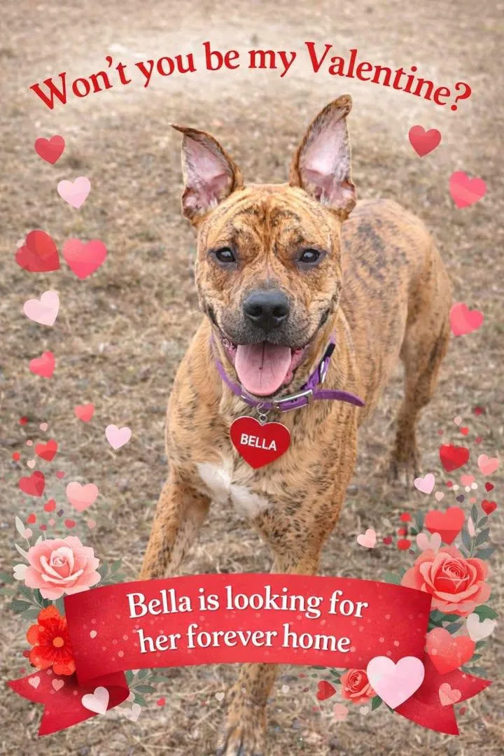 A young medium-sized female Brindle Mastiff dog named Bella for adoption in Mason City, IL