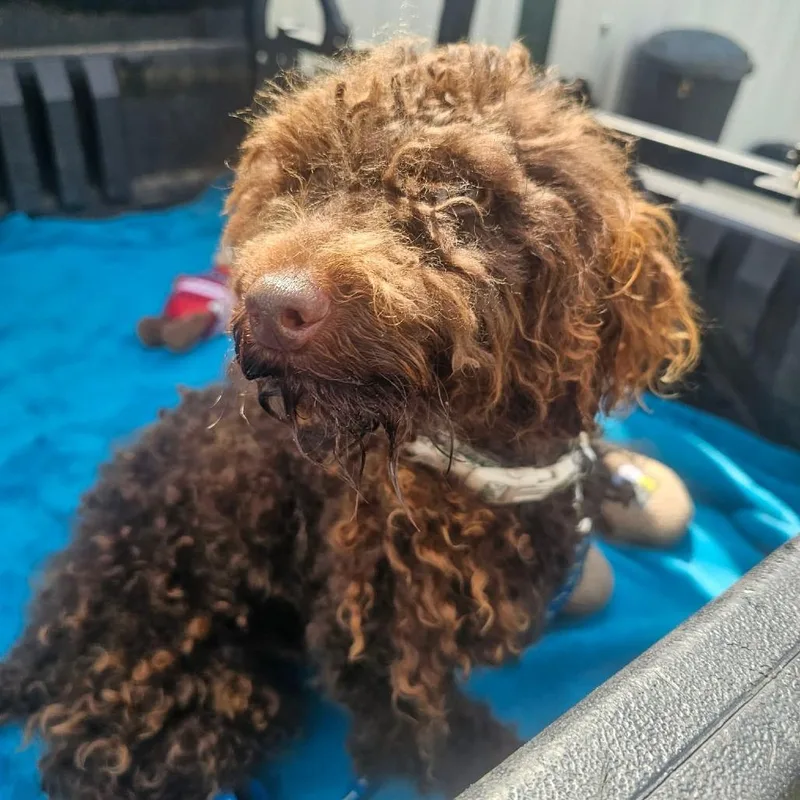 A young small-sized male Brown / Chocolate Poodle (Toy) dog named Ardy for adoption in Wadena, MN