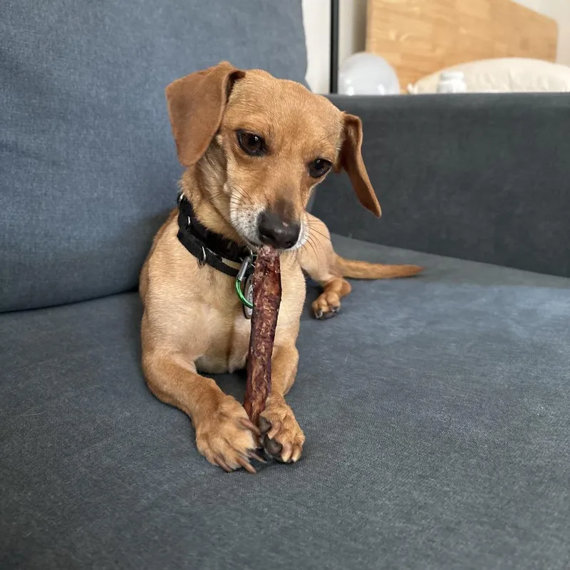An adult small-sized female Yellow / Tan / Blond / Fawn Dachshund dog named Chicken Waffle for adoption in Brooklyn, NY