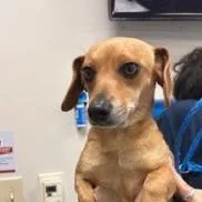 Chicken Waffle thumbnail 2