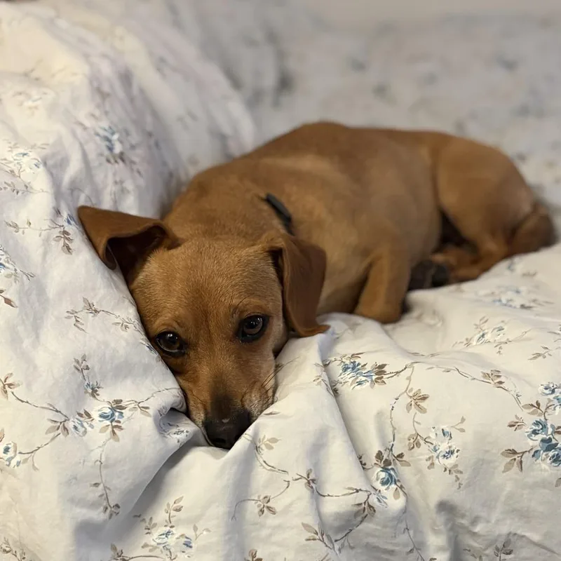 Chicken Waffle thumbnail 3