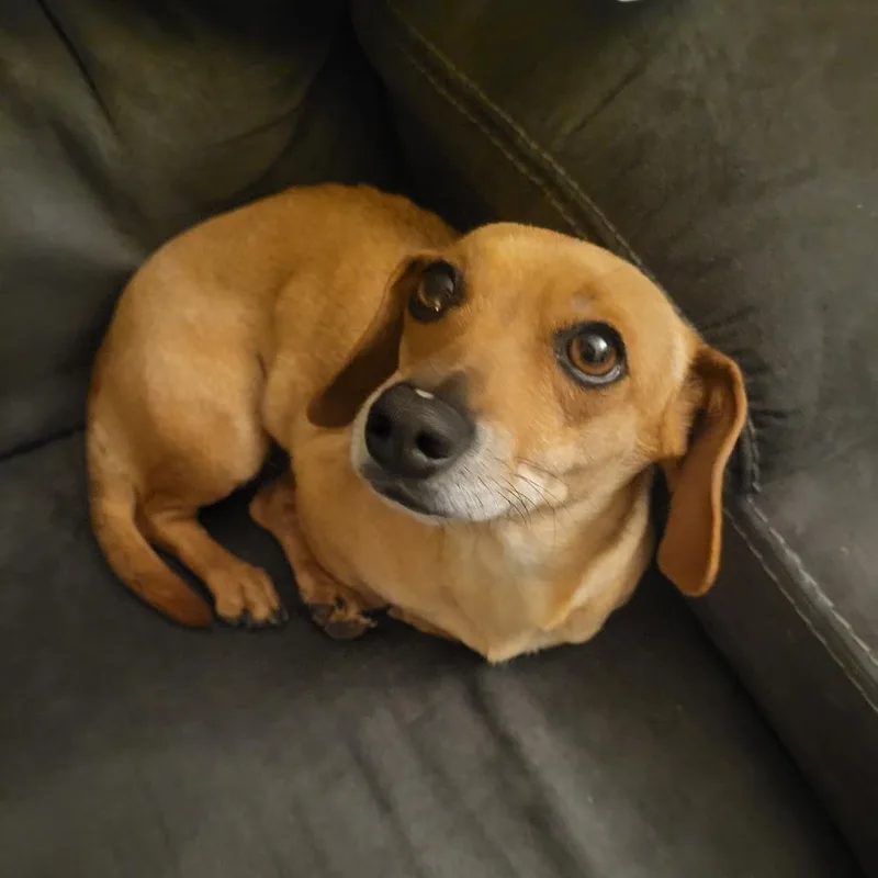 Chicken Waffle thumbnail 4