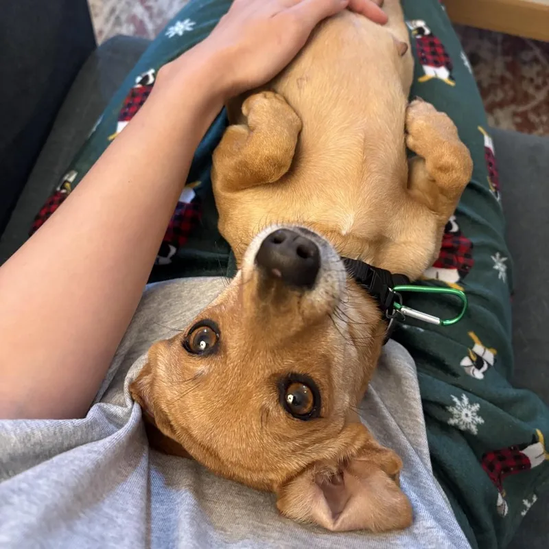 Chicken Waffle thumbnail 5