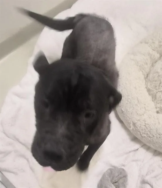 An adult medium-sized female Pit Bull Terrier dog named A for adoption in Fremont, CA