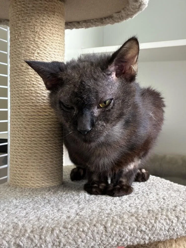 An adult medium-sized male Black Domestic Short Hair cat named Legend for adoption in Elmsford, NY