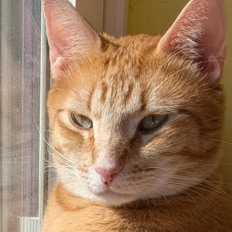 An adult large-sized male Domestic Short Hair cat named Muenster for adoption in Portland, ME
