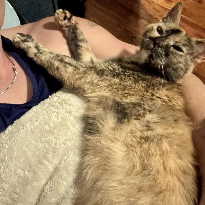 An adult medium-sized female Dilute Tortoiseshell Domestic Short Hair cat named Meeka for adoption in Austin, TX
