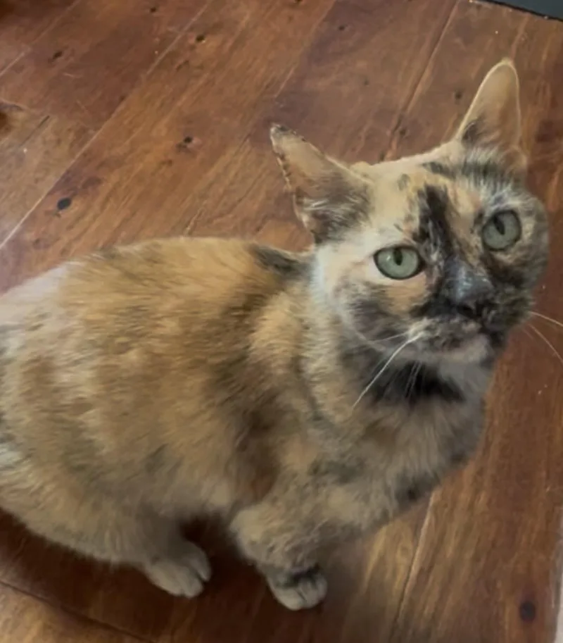 Meeka thumbnail 2