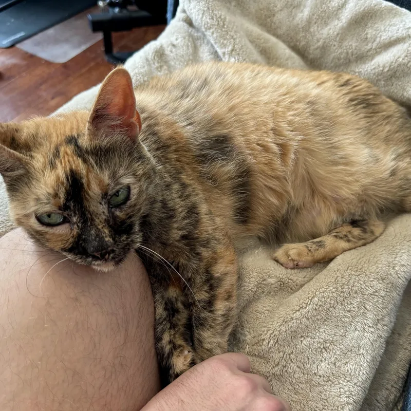 Meeka thumbnail 3