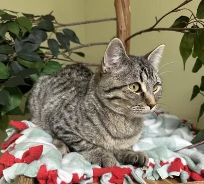 A young small-sized female Domestic Short Hair cat named Phoebe for adoption in Hastings, NE