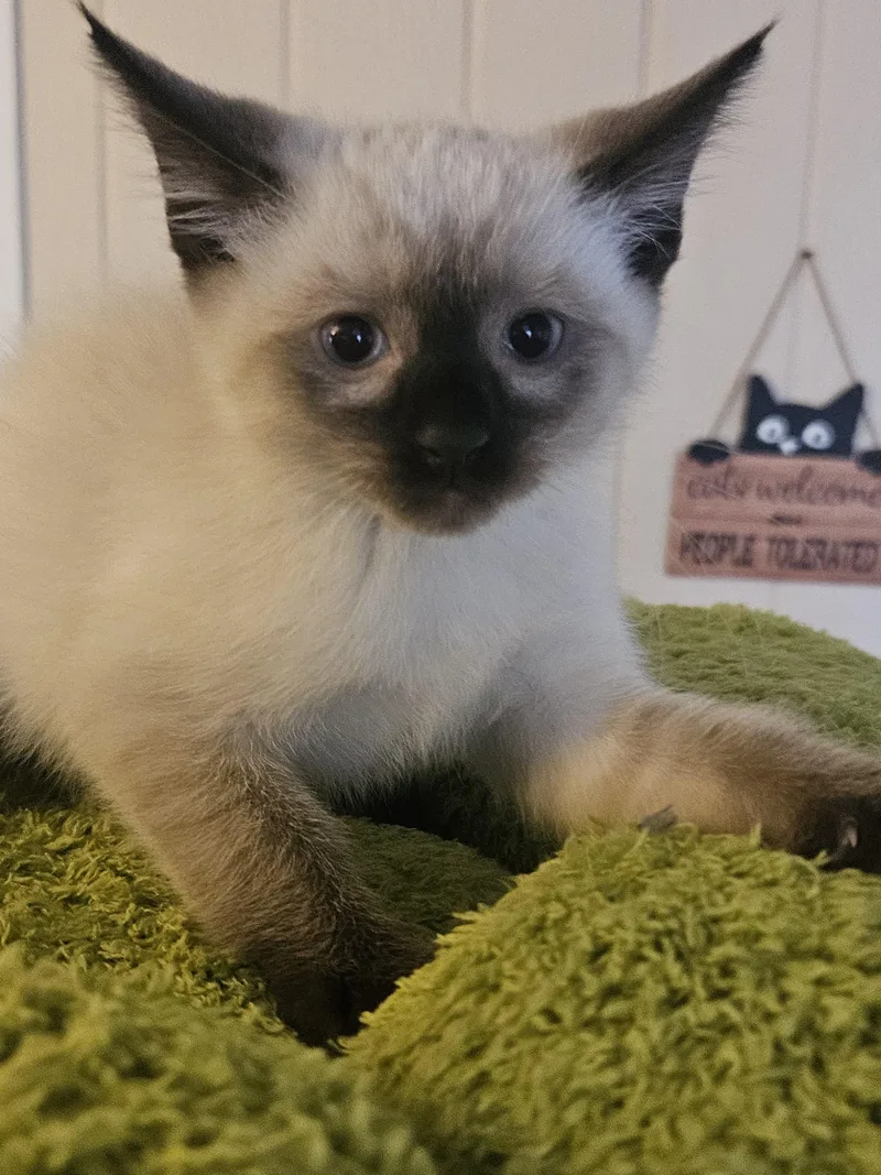 A baby small-sized male Seal Point Siamese cat named Brick for adoption in Gilbert, AZ