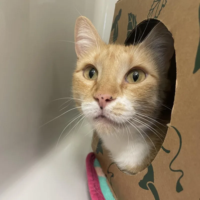 An adult medium-sized female Orange / Red Domestic Short Hair cat named Molly for adoption in Saint Charles, MO
