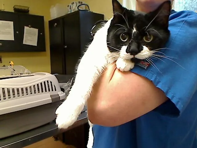 An adult medium-sized female Domestic Short Hair cat named Renee for adoption in Cookeville, TN