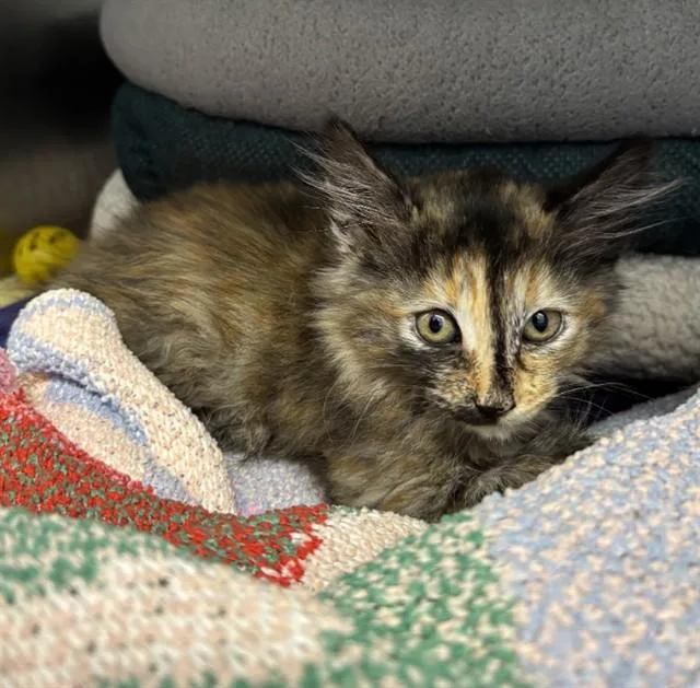 A baby small-sized female Domestic Long Hair cat named A for adoption in Fremont, CA