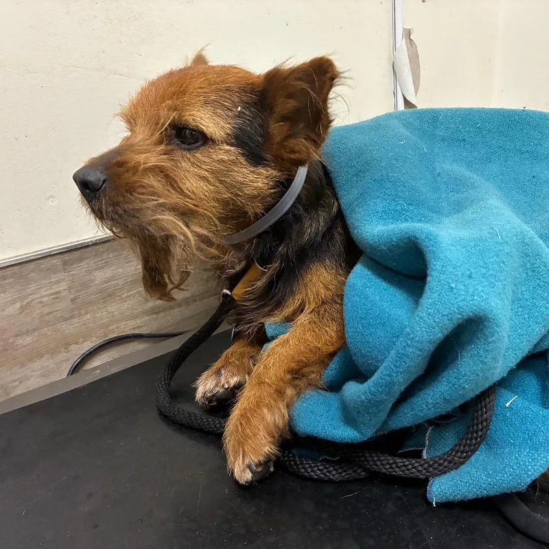 Mustache thumbnail 2