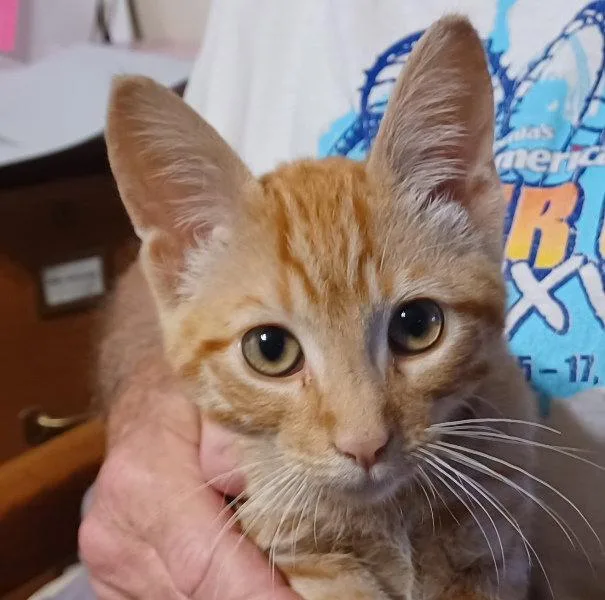A baby small-sized male Orange / Red Tabby cat named Durazno for adoption in San Jose, CA