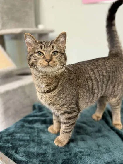A baby small-sized female Domestic Short Hair cat named Alluka for adoption in Batavia, OH