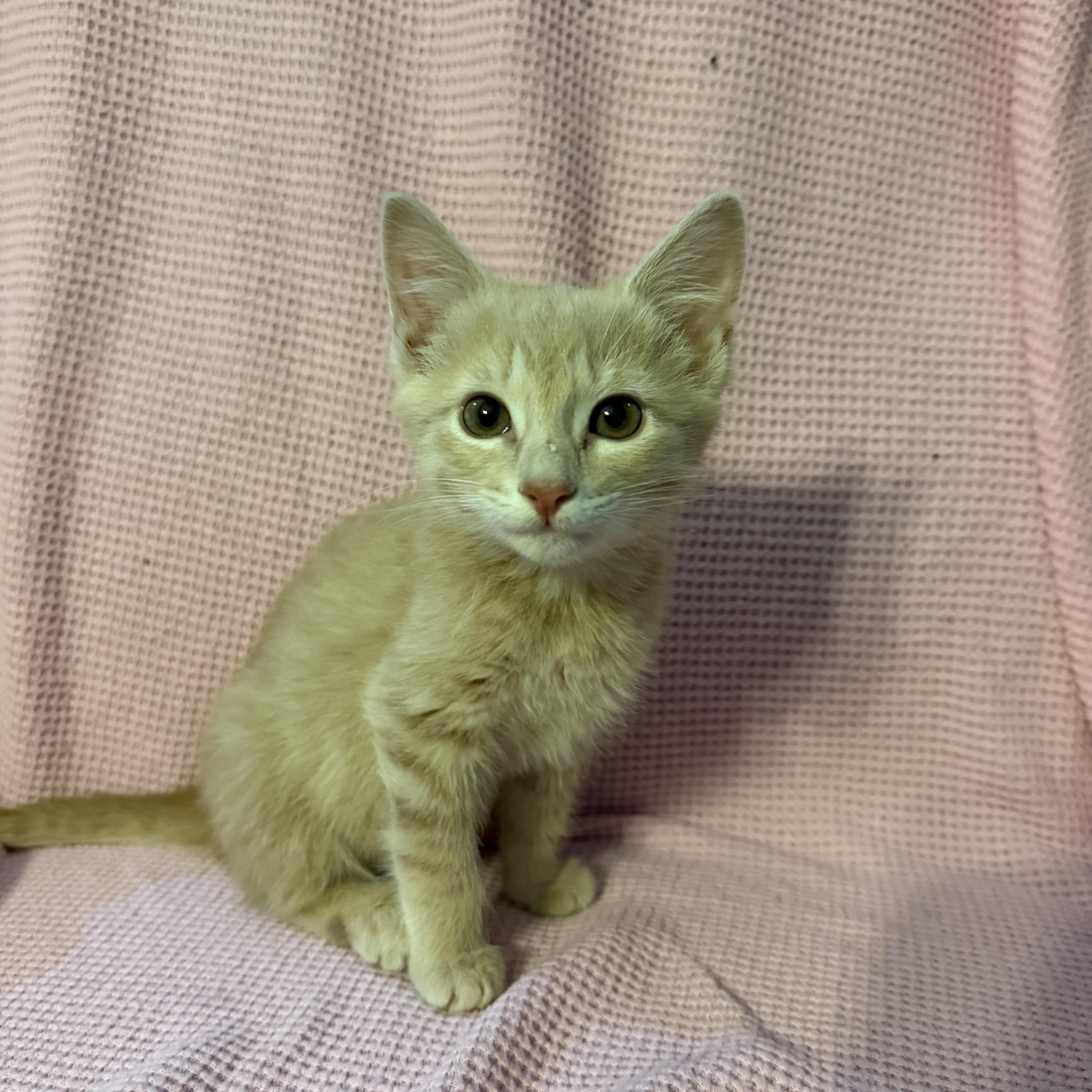 Willow