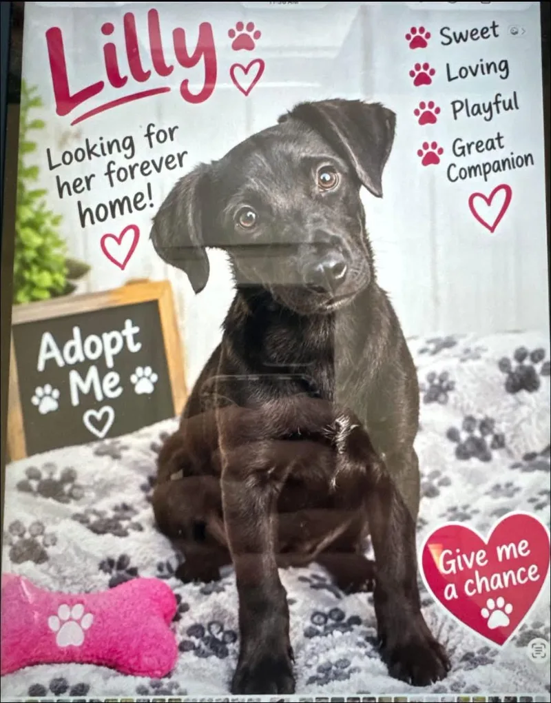 Lilly thumbnail 2