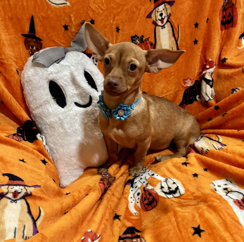 A baby small-sized female Red / Chestnut / Orange Chiweenie dog named Lucy for adoption in Corona, CA