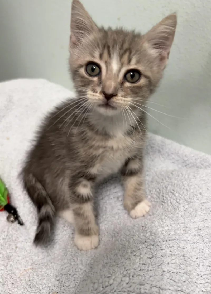 A baby medium-sized male Gray / Blue / Silver Domestic Medium Hair cat named Nikita for adoption in Brooksville, FL