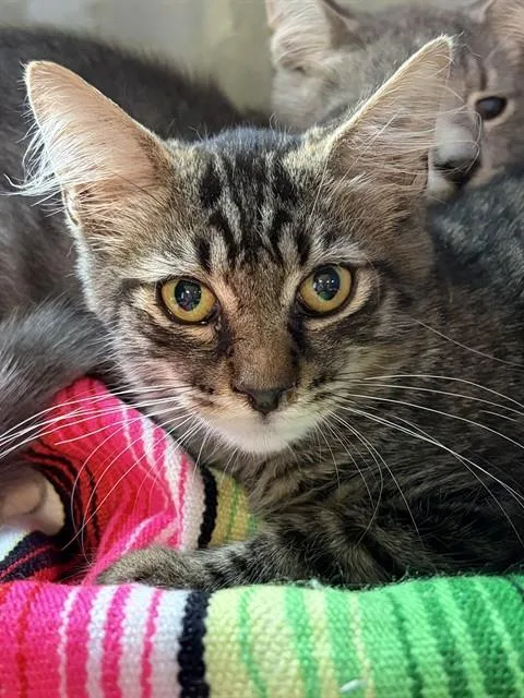 Leonardo