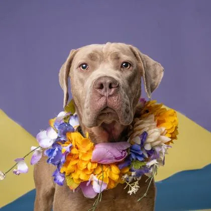 An adult medium-sized female Labrador Retriever dog named Nami for adoption in Atlanta, GA
