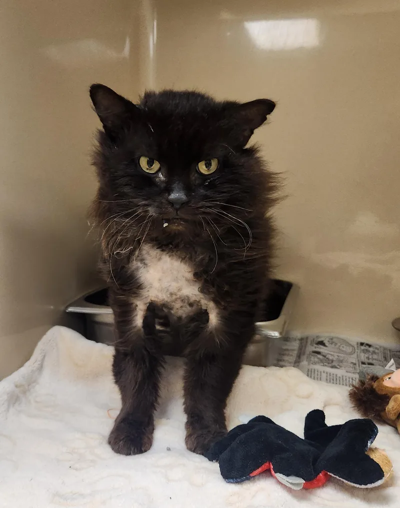 A senior medium-sized male Black Domestic Long Hair cat named Grizzly for adoption in Clayton, NJ