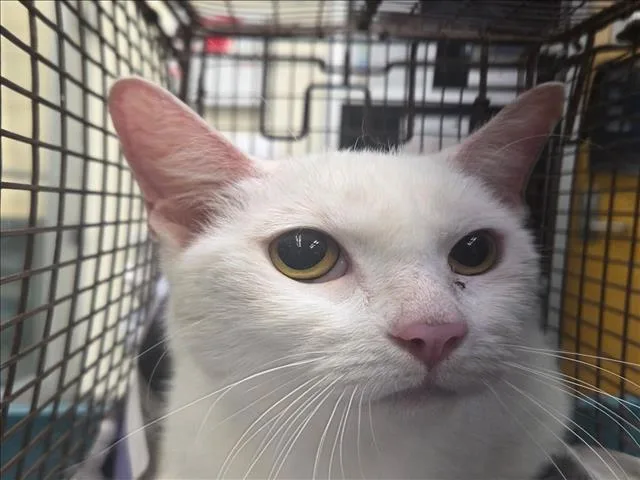 An adult medium-sized female Domestic Short Hair cat named Spike Lee for adoption in Los Angeles, CA