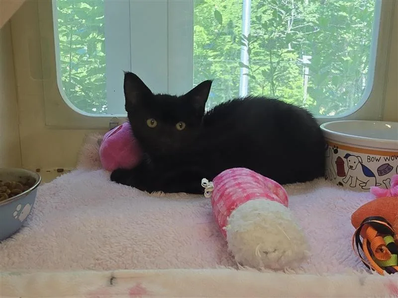 A baby medium-sized male Black Domestic Short Hair cat named Ledo for adoption in Prince Frederick, MD