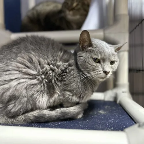 A senior medium-sized female Gray / Blue / Silver Domestic Short Hair cat named Dillinger for adoption in Tipp City, OH