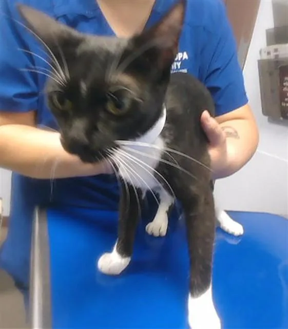 An adult small-sized female Domestic Short Hair cat named Samurai for adoption in Phoenix, AZ
