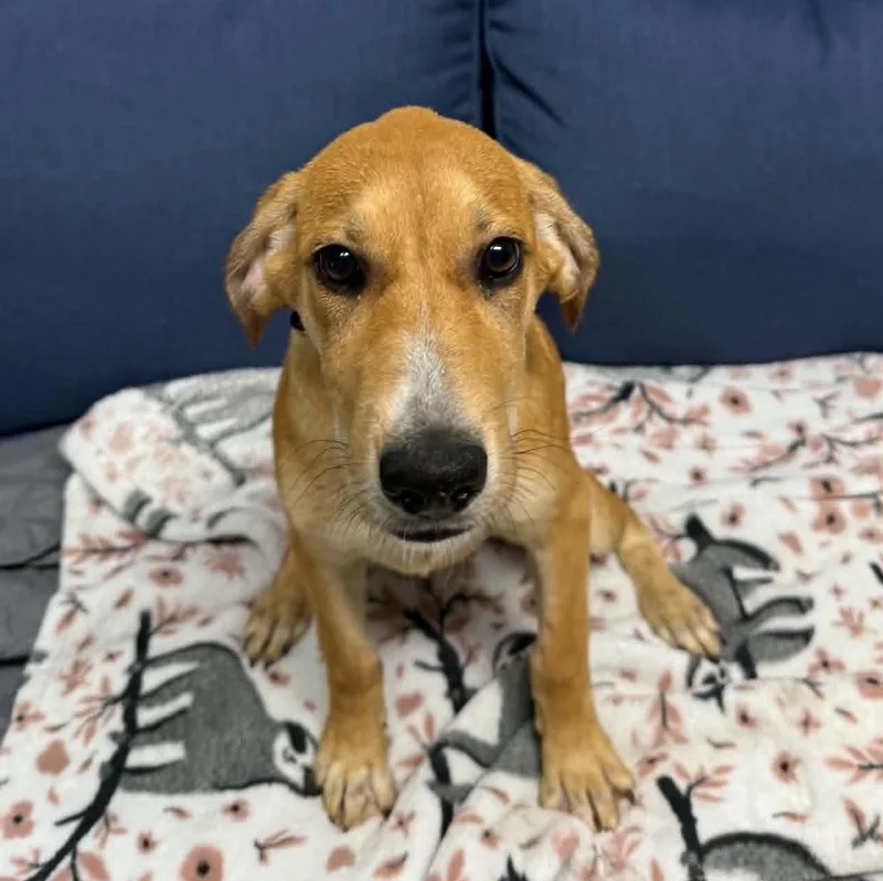 A young medium-sized male Apricot / Beige Labrador Retriever dog named Hudson for adoption in Sunderland, MD