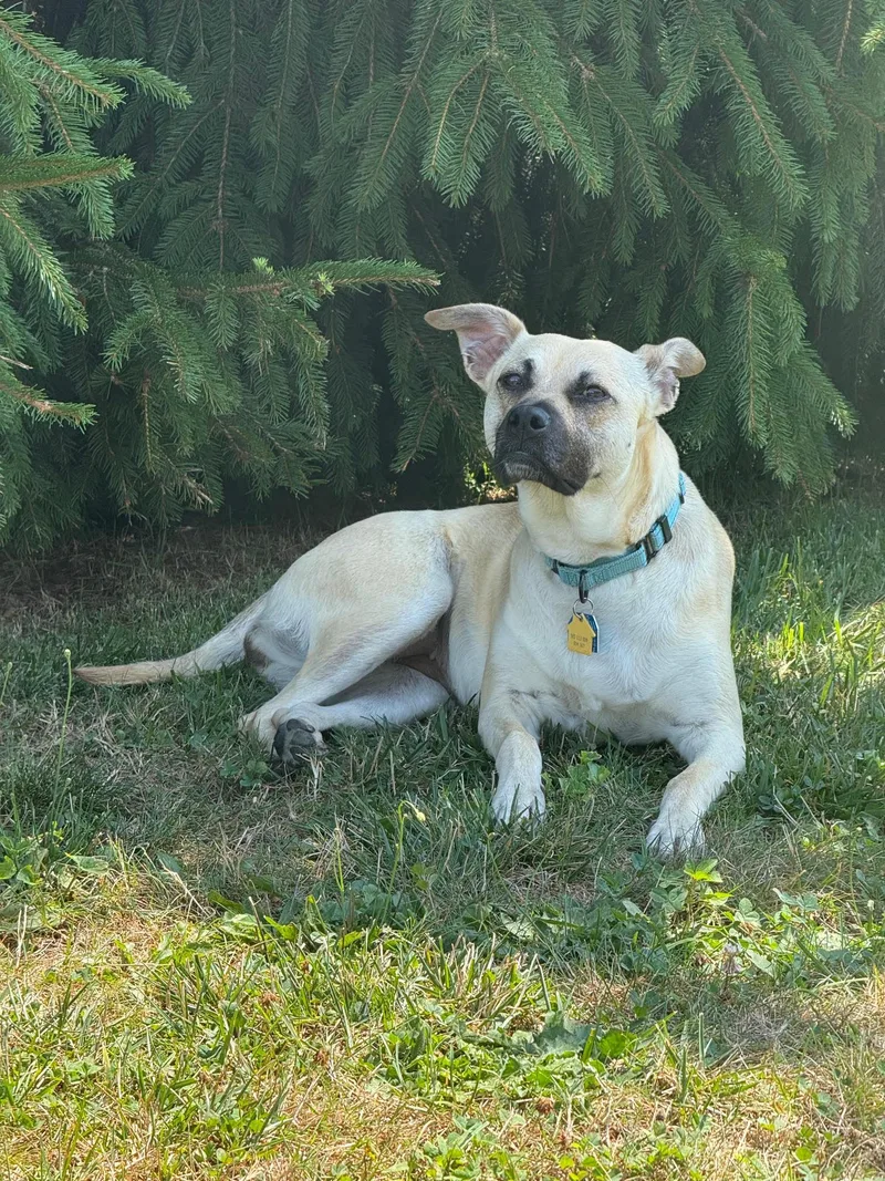 Tiramisu thumbnail 2