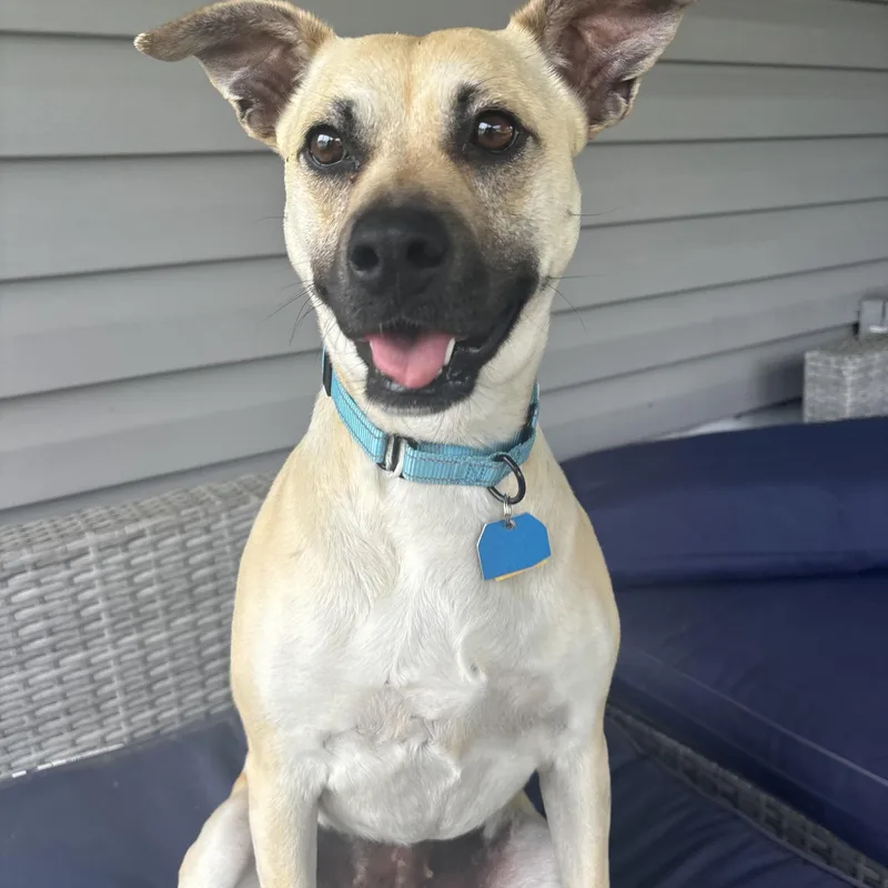 Tiramisu thumbnail 3