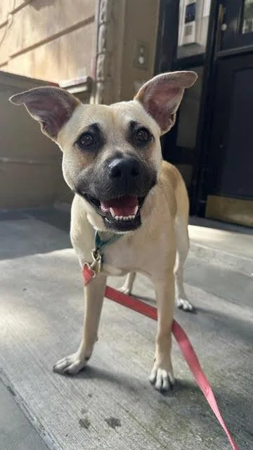 Tiramisu thumbnail 5