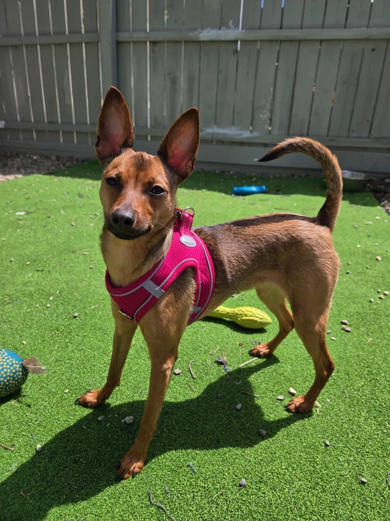A young small-sized female Brown / Chocolate Chihuahua dog named London for adoption in Breinigsville, PA