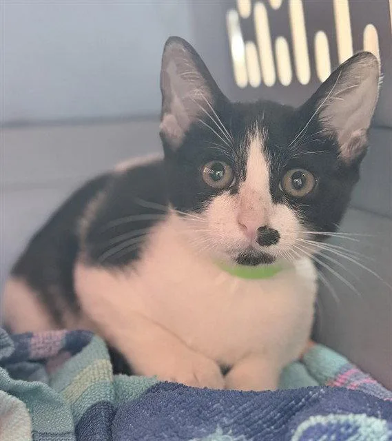 A baby small-sized female Black & White / Tuxedo Domestic Short Hair cat named Raine for adoption in Tavares, FL