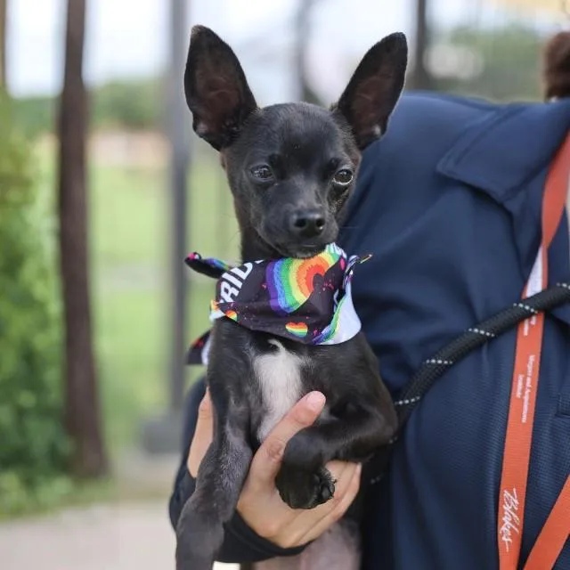 A young small-sized male Chihuahua dog named Gunter for adoption in San Antonio, TX