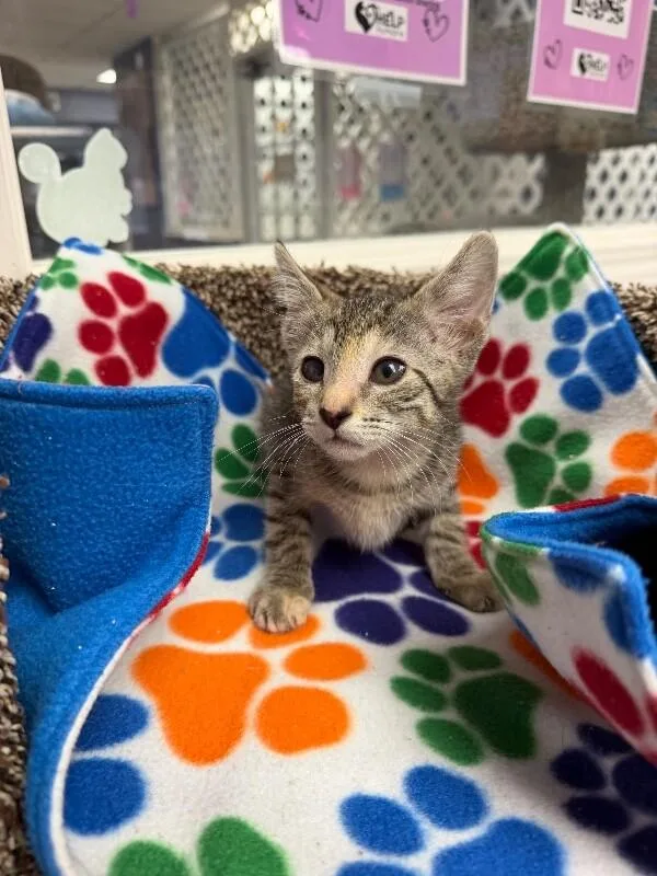 A baby medium-sized female Gray / Blue / Silver Domestic Short Hair cat named Freya for adoption in Belton, MO