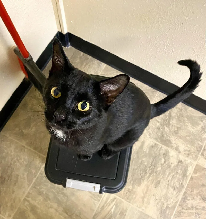 An adult medium-sized male Domestic Short Hair cat named Butch for adoption in Fargo, ND