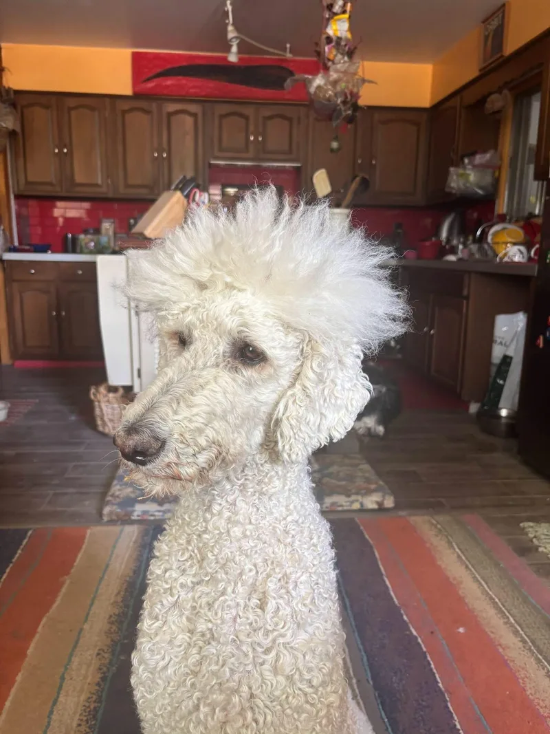 An adult large-sized male Apricot / Beige Standard Poodle dog named Achilles for adoption in Thornton, CO