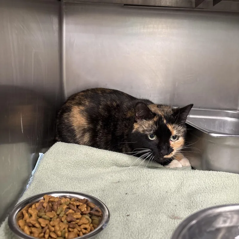 An adult large-sized female Domestic Short Hair cat named Mavis for adoption in Galax, VA