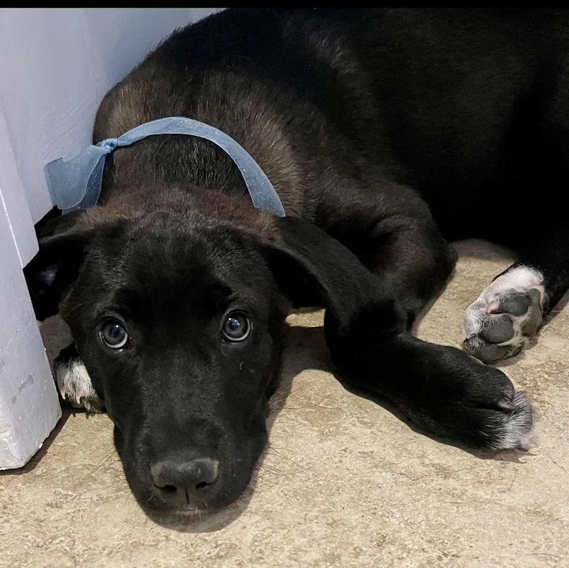 A baby medium-sized female Doberman Pinscher dog named Plum for adoption in Krum, TX