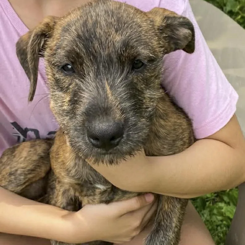 A baby medium-sized female Wirehaired Terrier dog named Violet for adoption in Toledo, OH