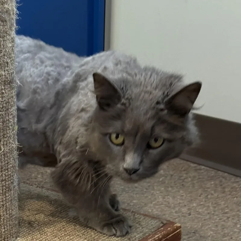 A young large-sized male Gray / Blue / Silver Domestic Medium Hair cat named Gideon for adoption in Sault Sainte Marie, MI