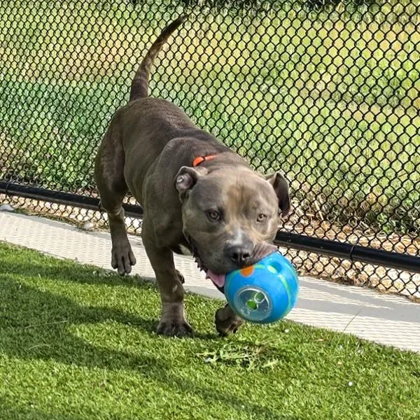 An adult medium-sized male American Staffordshire Terrier dog named Ernie for adoption in Des Moines, IA