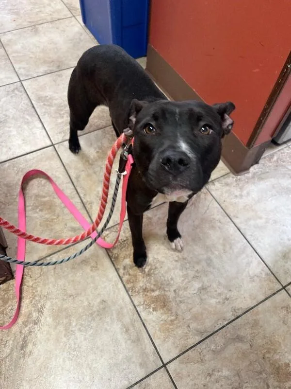 A young large-sized female Black Mixed Breed dog named Sweet Thang for adoption in Cincinnati, OH