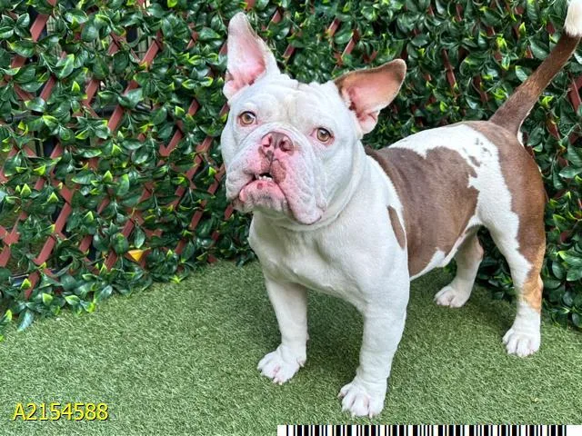 An adult medium-sized male Mixed Breed dog named Keiser for adoption in West Palm Beach, FL
